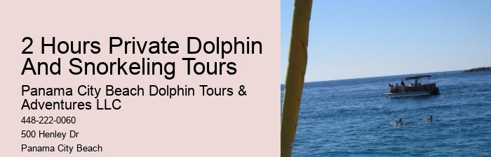 Bespoke Dolphin Spotting and Snorkeling