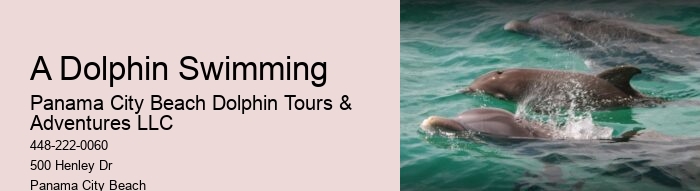 2 Hours Private Dolphin And Snorkeling Tours