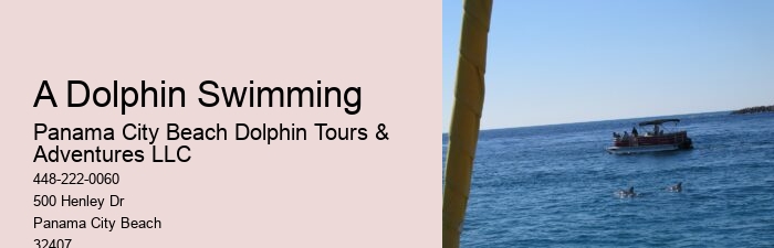 Split Personalized Dolphin And Snorkeling Experiences