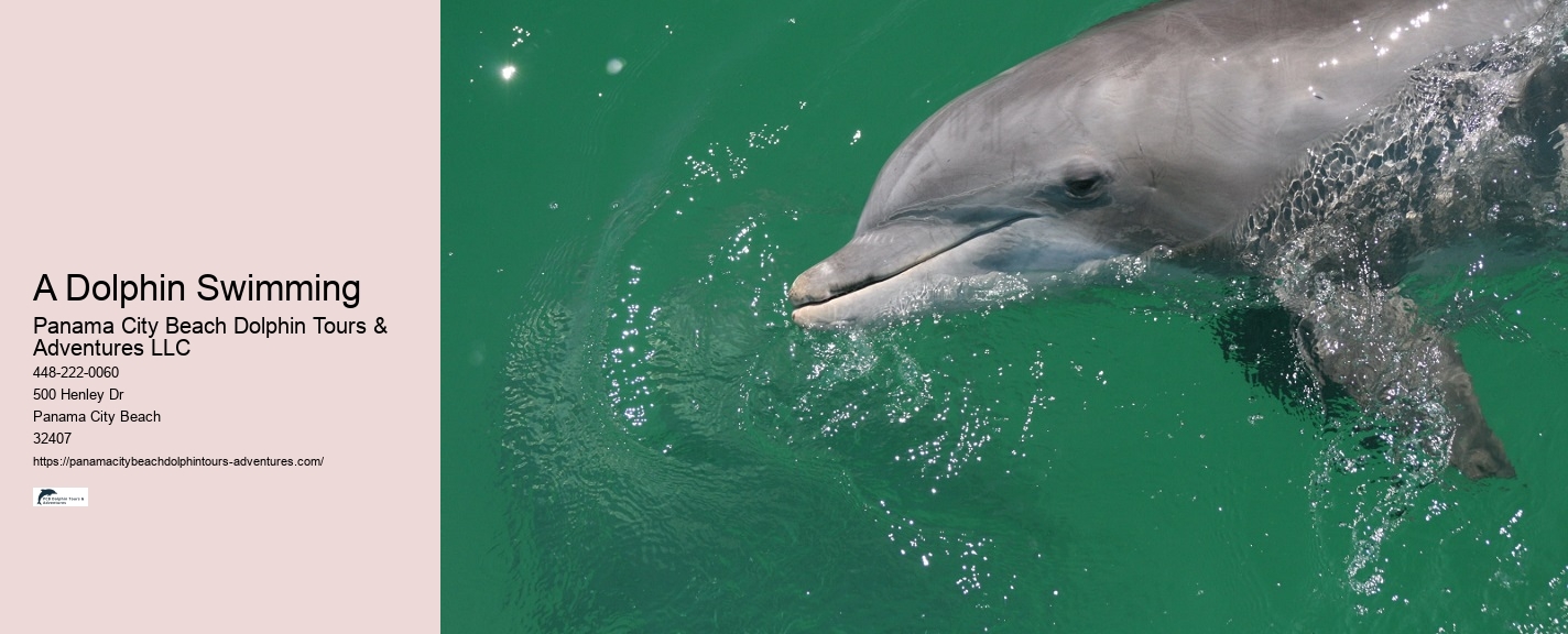 What Time Of Day Is Best For Dolphin Cruise
