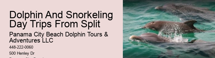Where Is The Best Place To See Dolphins In The World