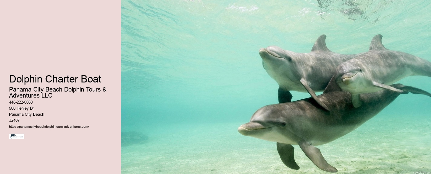Dolphin Snorkeling Cruise
