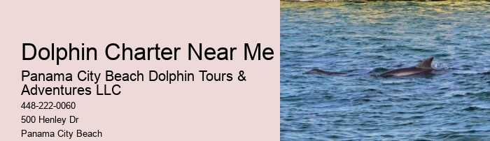 Split Expert-led Dolphin And Snorkeling Tours