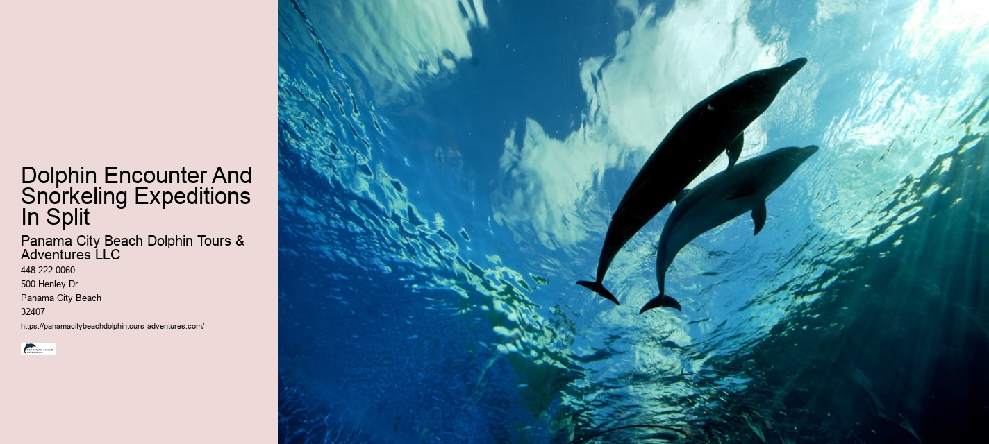 What Should I Bring To Dolphin Cove