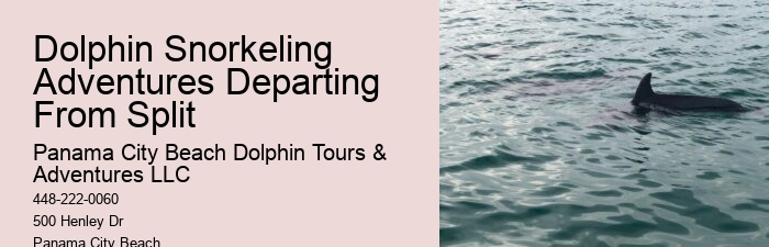 Why Is It Illegal To Interact With Dolphins