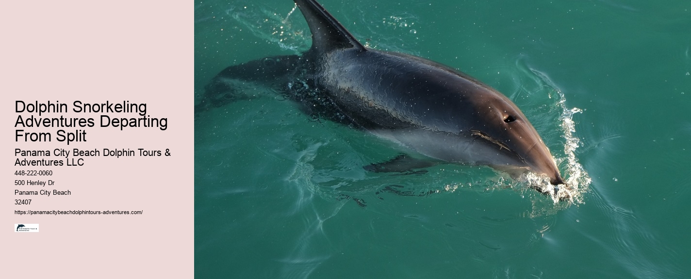 Top 6 Dolphin & Snorkeling Tours In Panama City Beach