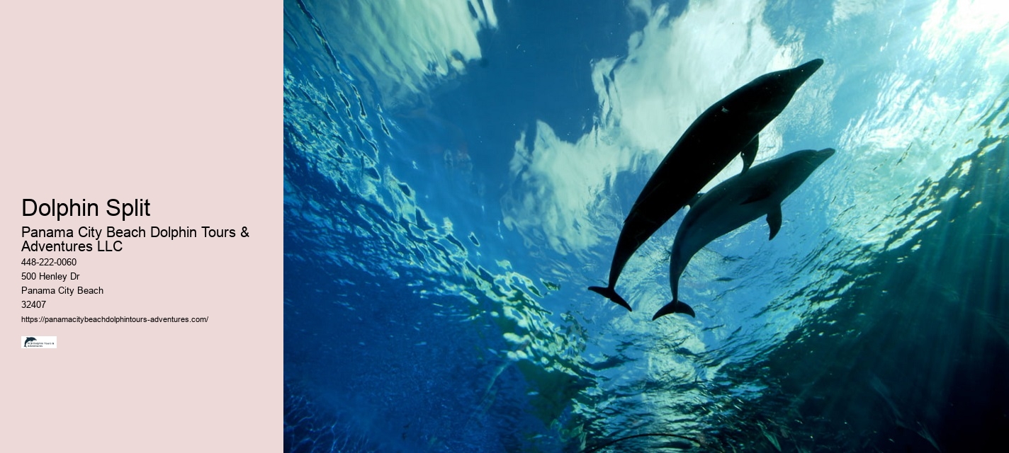 Dolphins And Their Dirty Secrets