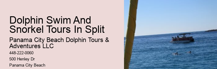 Custom Dolphin Swim and Snorkeling Trips