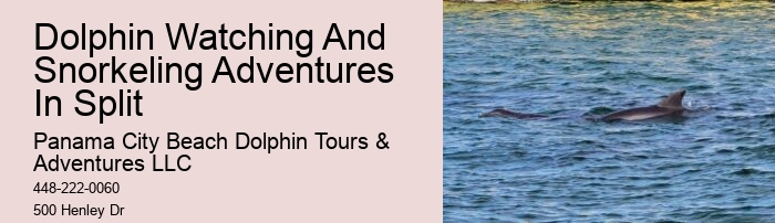 Deluxe Dolphin Expedition with Snorkeling