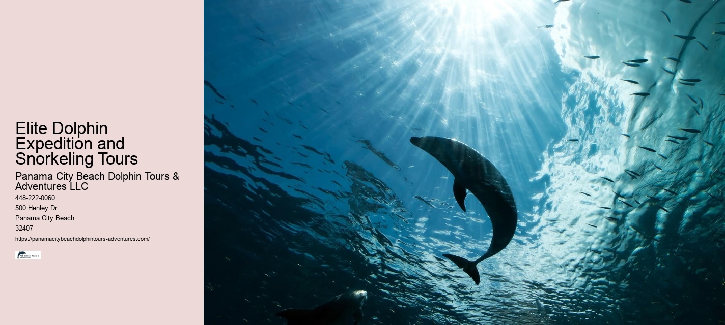 Best Time For Dolphin Watching San Diego