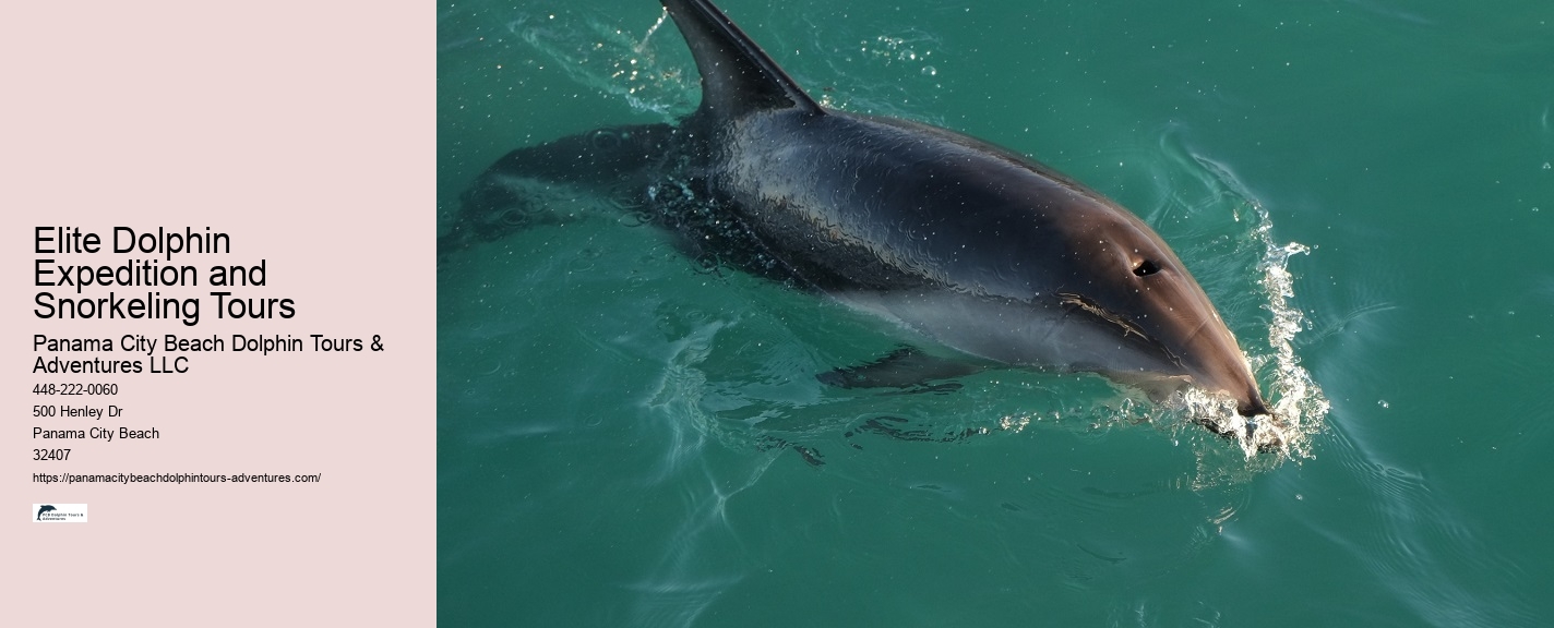 Dolphin Tours And Shell Island Panama City Beach
