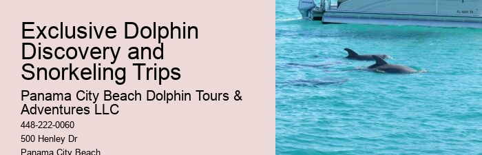 Elite Dolphin Watching with Snorkeling