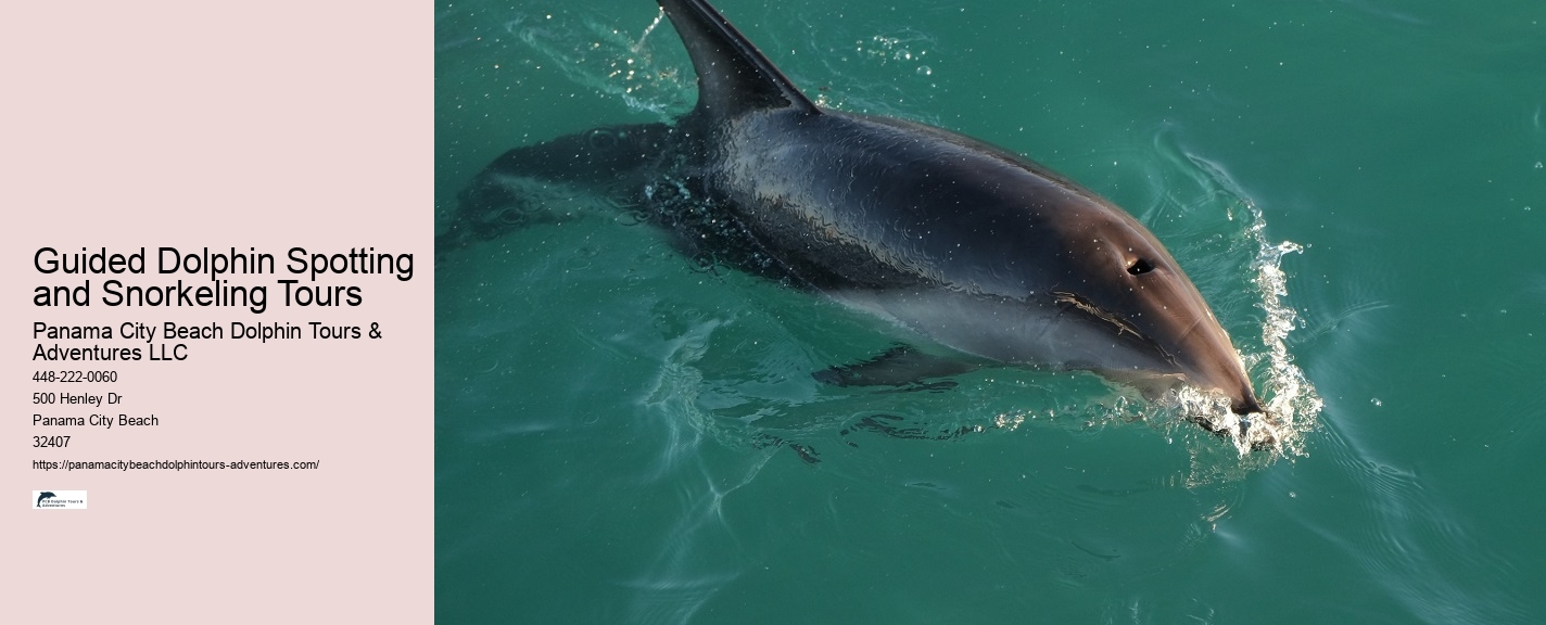 Best Dolphin Tours In Panama City Beach