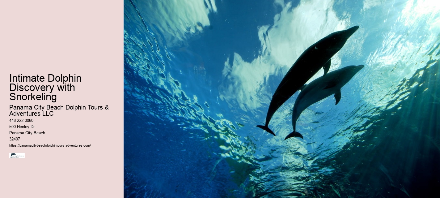 Split Immersive Snorkeling And Dolphin Experiences
