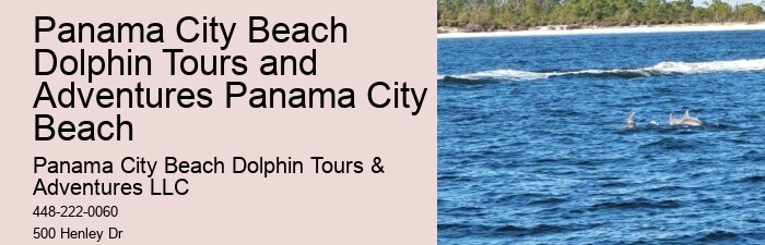 Split Small-group Guided Dolphin And Snorkeling Tours
