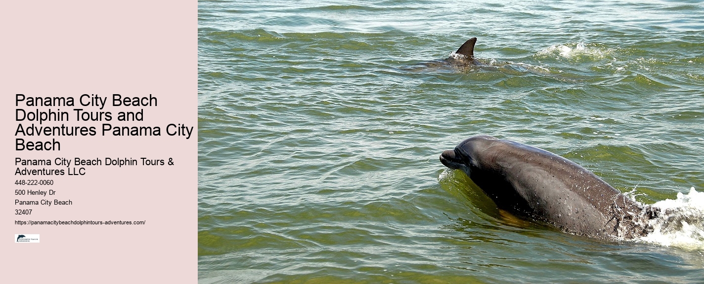 Panama City Beach dolphin adventure tours
