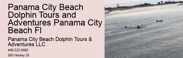 VIP Dolphin Safari with Snorkeling