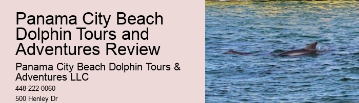 Exclusive Dolphin Discovery and Snorkeling Trips
