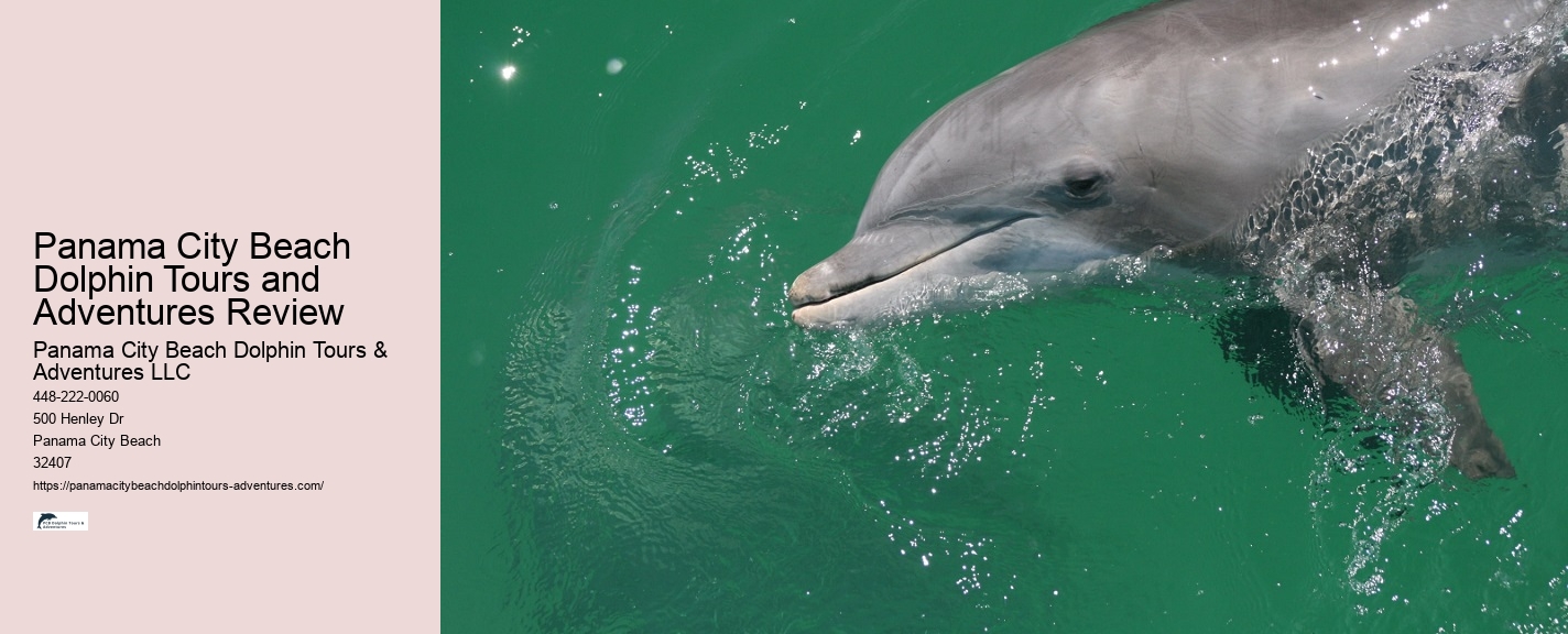 Split Dolphin Tour