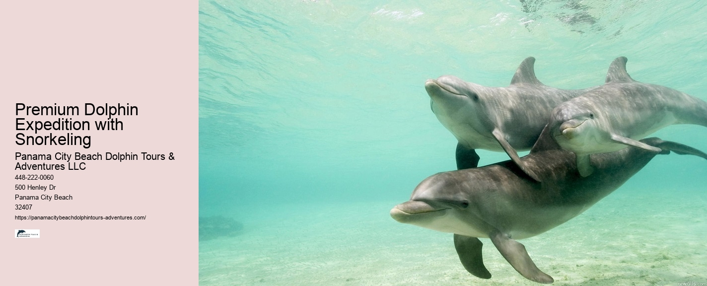 Exclusive Dolphin Watching and Snorkeling Adventures