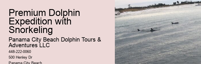Split Exclusive Snorkeling And Dolphin Charters