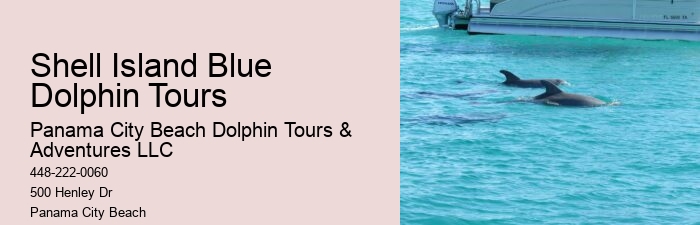 VIP Dolphin Spotting with Snorkeling