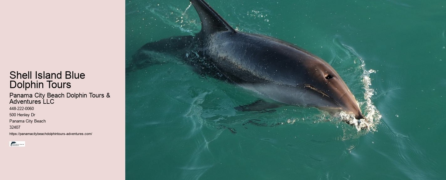 Panama City Beach Dolphin Tours & More Tours