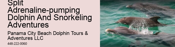 Dolphin sightseeing in Panama City Beach