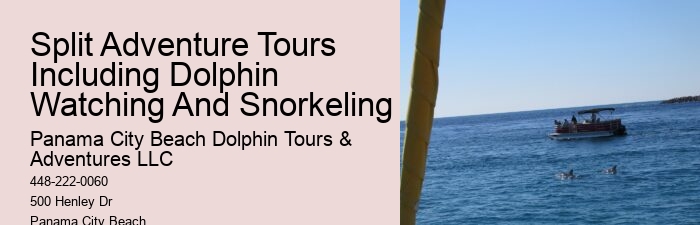 Luxury Dolphin Watching and Snorkeling Excursions