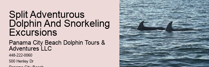 Dolphin Tours Tybee Island