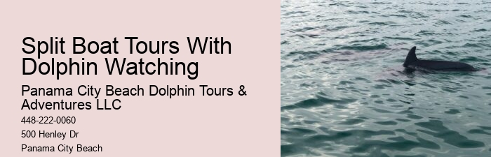 PCB Dolphin Watching Experiences
