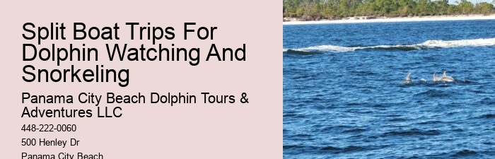 What To Do If A Dolphin Is Stranded On A Beach