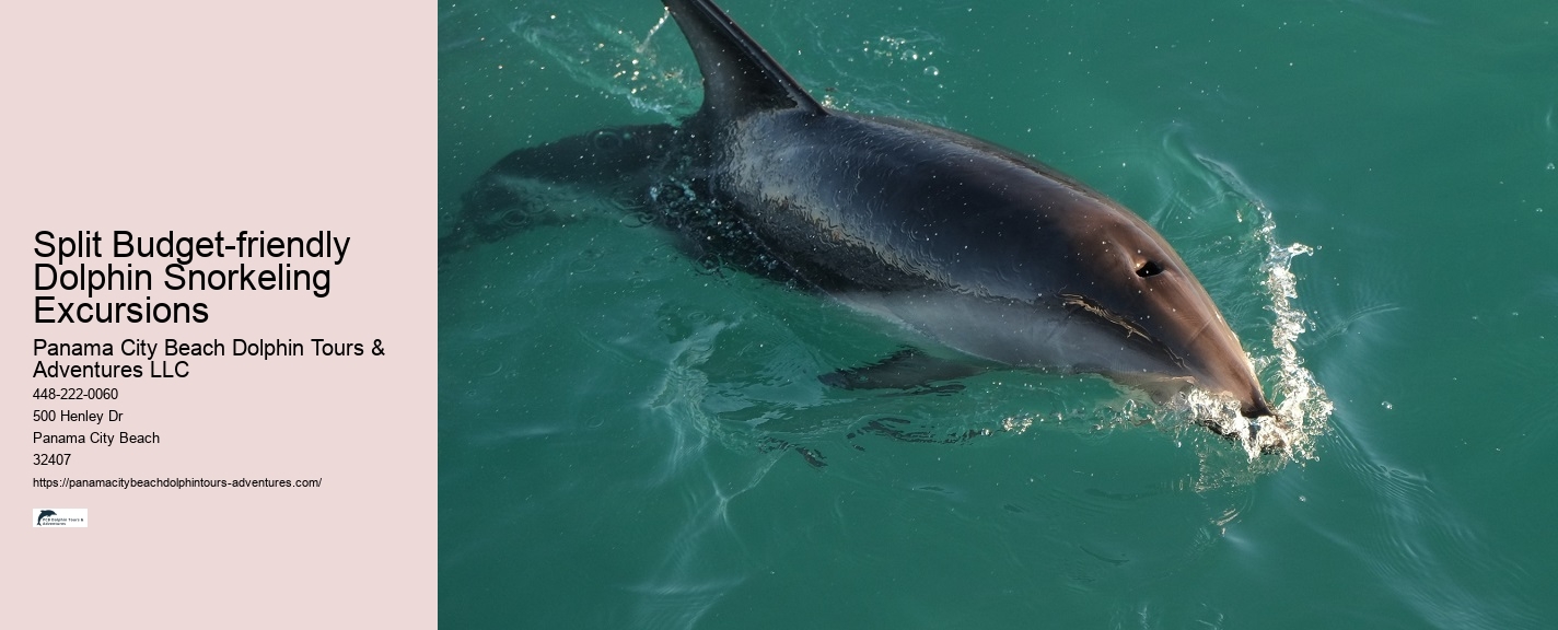 Dolphin Tours Near Me