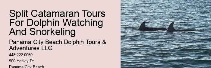 Dolphin Exploration Cruises in Panama City Beach
