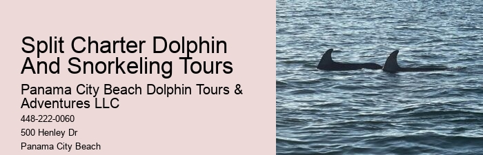 Six Reasons Why You Should Not Swim With Wild Spinner Dolphins