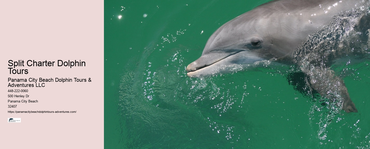 Split Family-friendly Dolphin And Snorkeling Tours