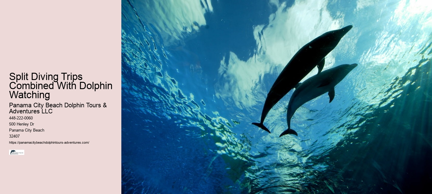 Do Dolphins Like Swimming With Humans
