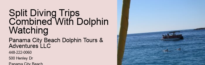 How Do You Spot Dolphins On A Cruise