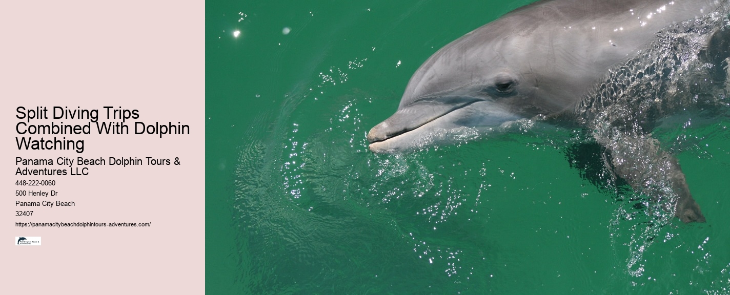 Bottle Nose Dolphin