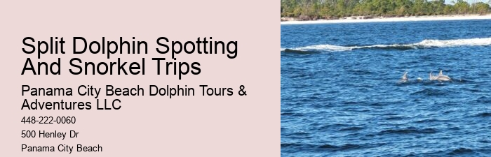 Elite Dolphin Safari with Snorkeling