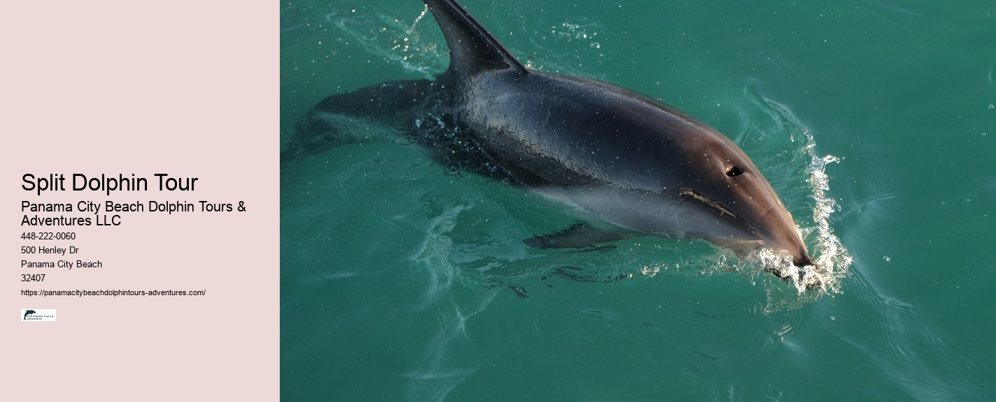 Split Boutique Dolphin And Snorkeling Experiences