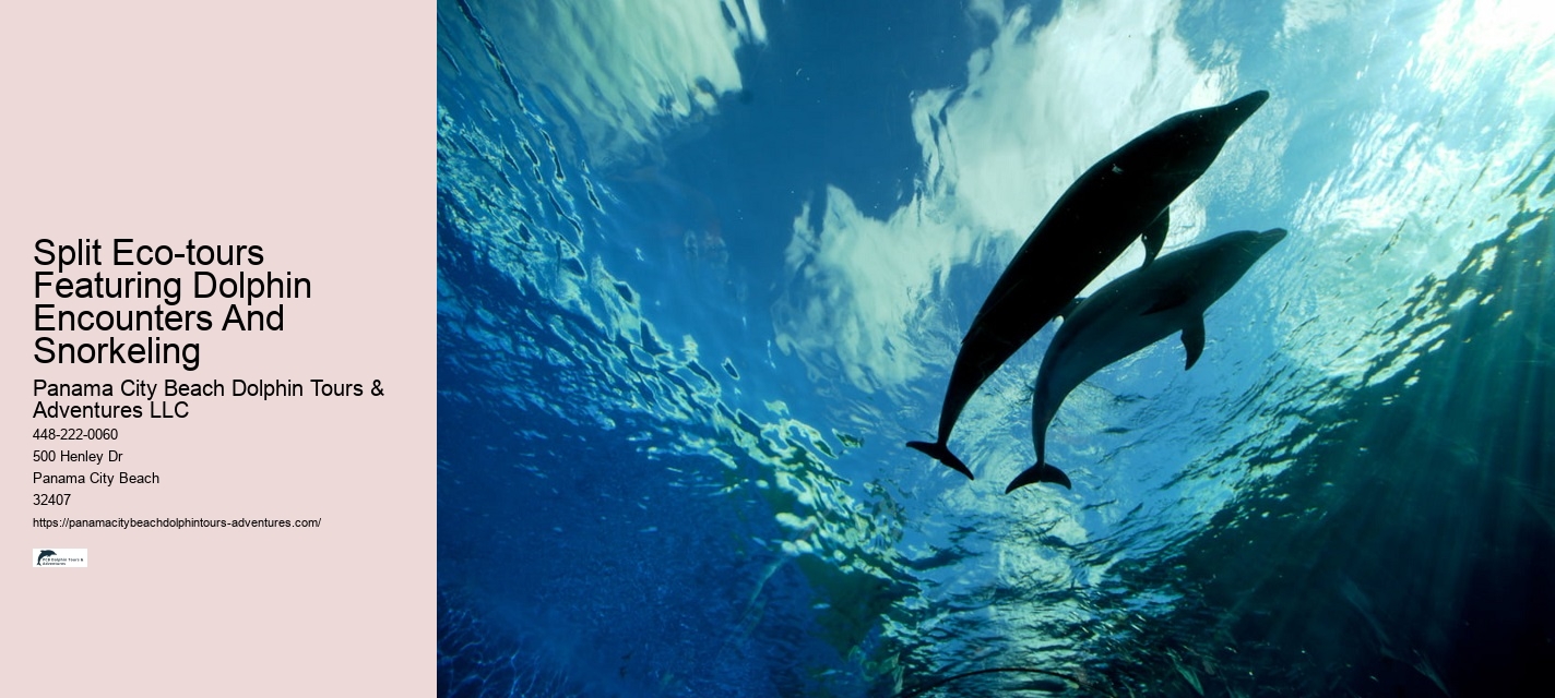 Deluxe Dolphin Encounter with Snorkeling