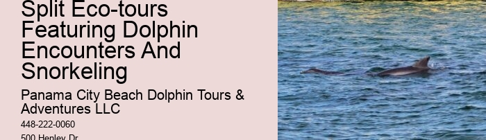 Dolphin Tours In Panama City Florida