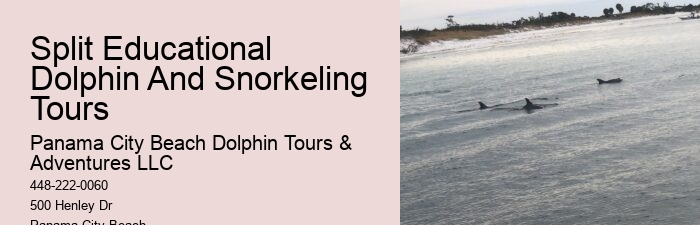How Much Does It Cost To Swim With Dolphins In Florida