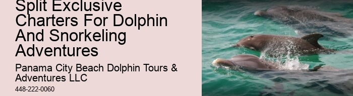 Exclusive Dolphin Expedition and Snorkeling