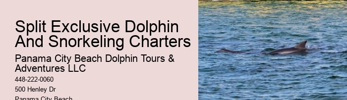 Luxury Dolphin Safari and Snorkeling Tours