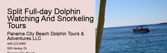 What Not To Do Around Dolphins