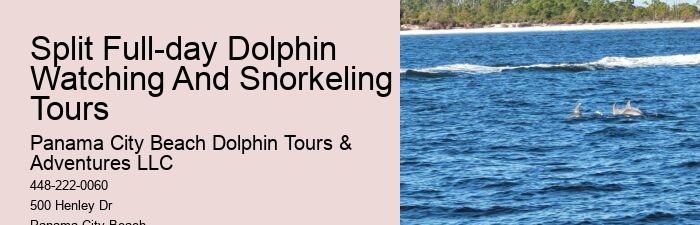 Premium Dolphin Watching with Snorkeling
