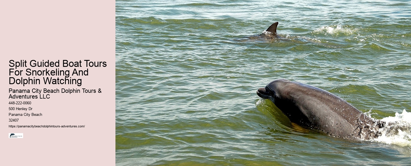 Panama City Beach Dolphin Sightseeing Trips