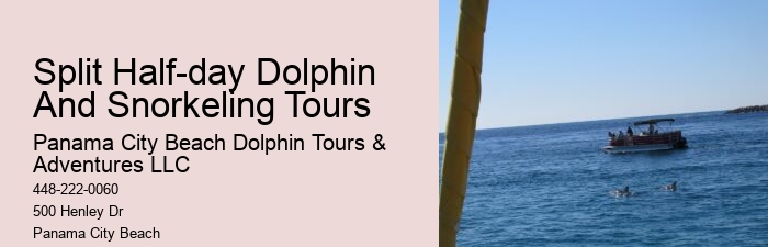 Top Panama City Beach Dolphin Watching